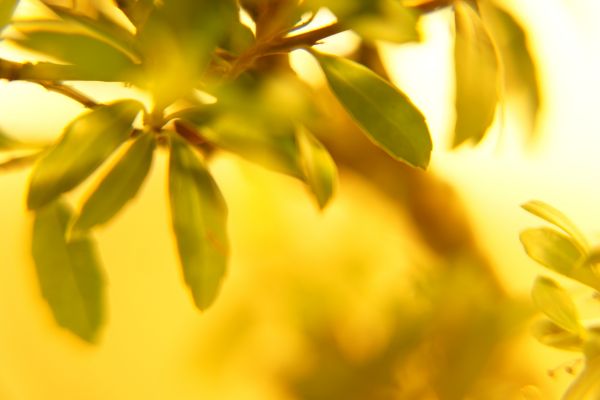 arbre, la nature, branche, fleur, lumière, plante