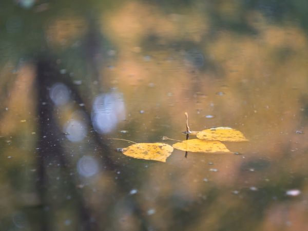 strom,Příroda,větev,Bokeh,Slunečním světlem,ráno