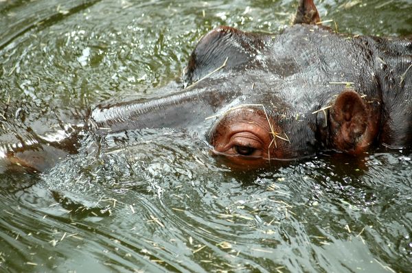 agua, natureza, região selvagem, animal, animais selvagens, rio