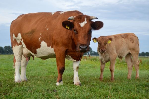 erba,campo,azienda agricola,prato,campagna,animale