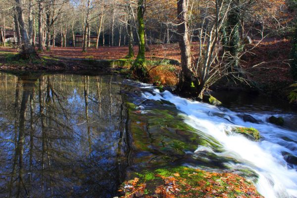 paesaggio, albero, acqua, foresta, cascata, torrente