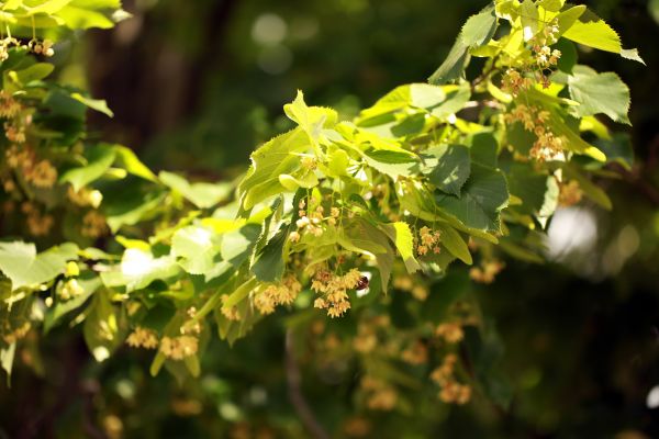 Baum, Natur, Ast, Pflanze, blühen, Licht