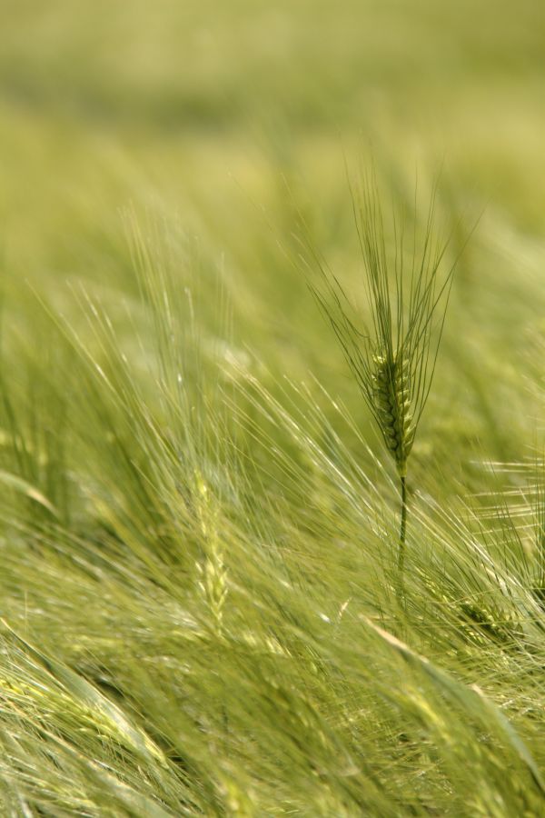 Natur, Gras, Pflanze, Feld, Bauernhof, Rasen