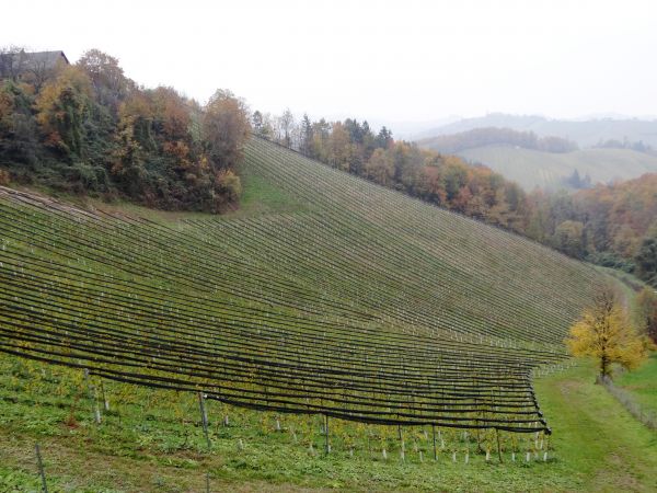 landscape,field,farm,fog,vineyard,wine