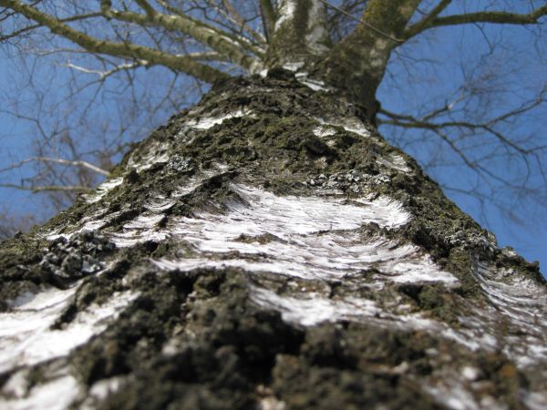 árbol,naturaleza,rama,planta,nieve,invierno