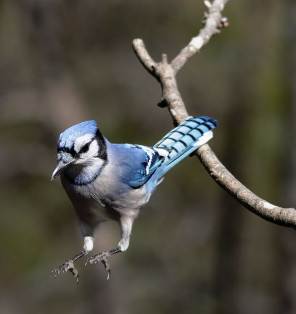 Ast, Vogel, Tierwelt, Schnabel, blau, bunt