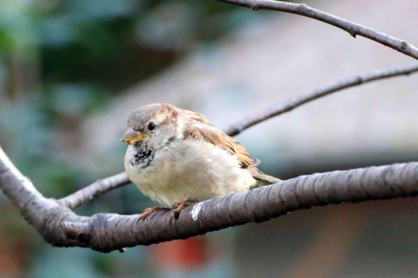 Natur, Ast, Vogel, Tierwelt, Schnabel, Garten