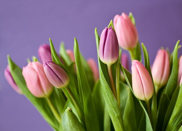 natureza,Flor,plantar,flor,pétala,tulipa