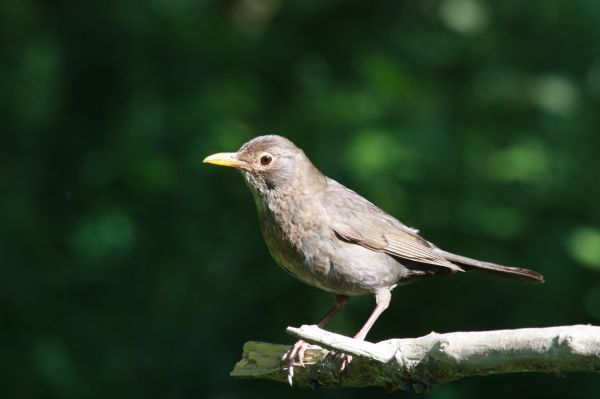 la nature, branche, oiseau, faune, le bec, forêt