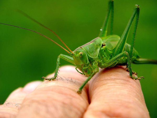 natura,fotografia,verde,insetto,macro,fauna