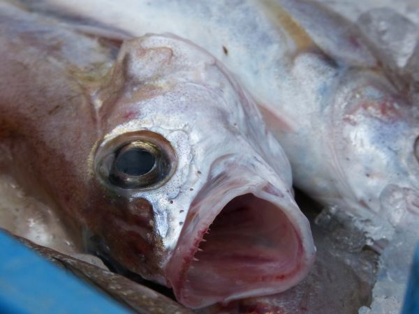 comida, pescado, vertebrado, bacalao, pescado fresco, Biología Marina