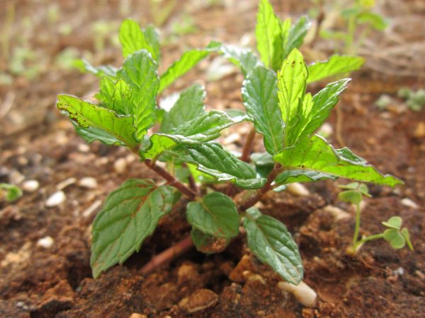 nature, plant, leaf, flower, aroma, sun