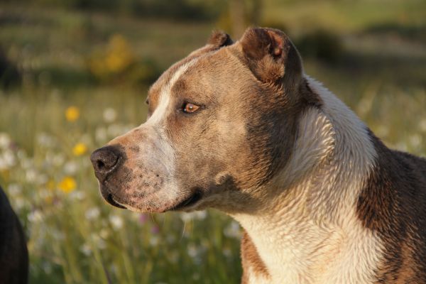 chien, animal, mammifère, bouledogue, vertébré, race de chien