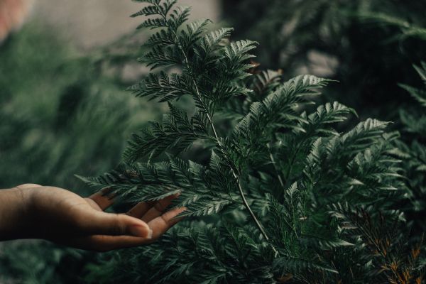 Yellow fir, balsam fir, Canadian fir, träd, shortleaf black spruce, grön