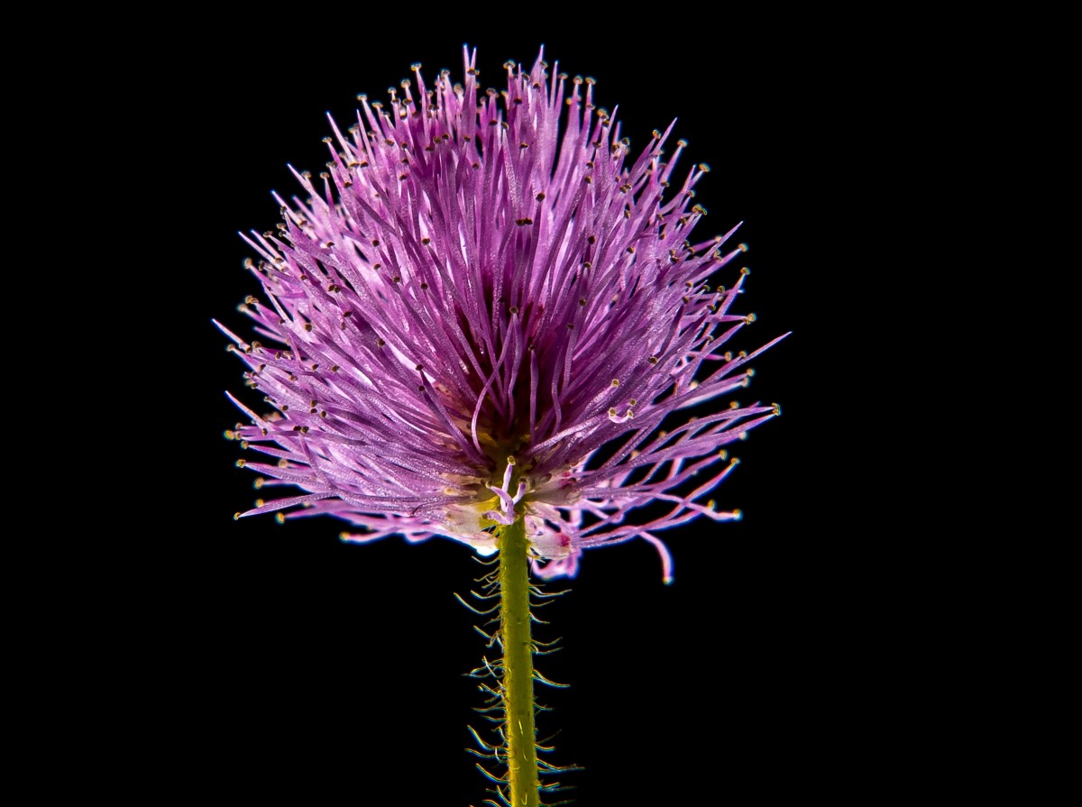 menanam, bunga, ungu, daun bunga, makro, Flora, thistle, fotografi makro, tanaman berbunga, keluarga daisy, bunga kecil, batang tanaman, tanaman tanah