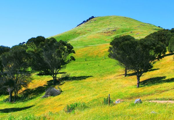 paesaggio,albero,erba,leggero,natura selvaggia,montagna