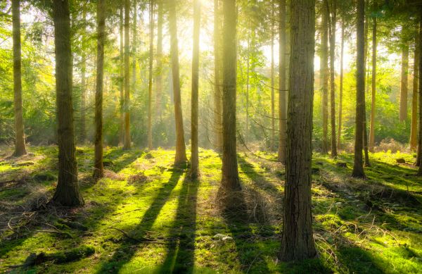 landschap, boom, natuur, Bos, buitenshuis, wildernis