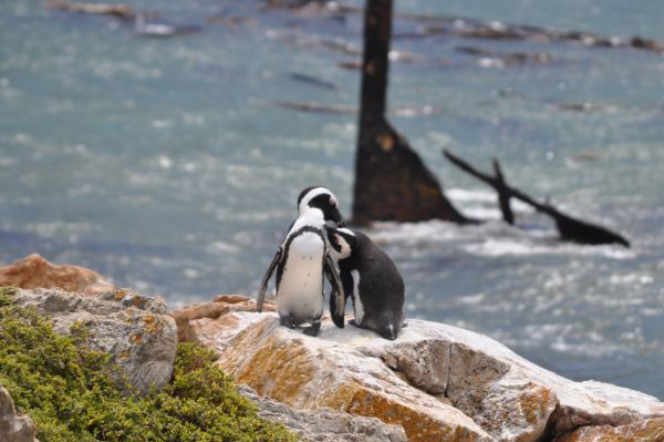 pasăre, animale sălbatice, pup, faună, mare, seabird