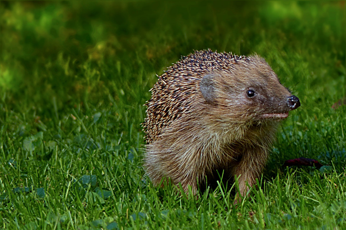 grama, pradaria, animal, animais selvagens, mamífero, jardim, roedor, fauna, Bigodes, ouriço, vertebrado, Forrageando, Muskrat, marmota, Erinaceus, Erinaceidae