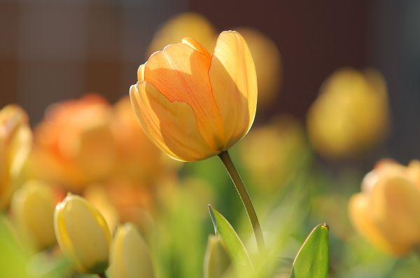 plante,blomst,kronblad,blomst,sollys,sommer