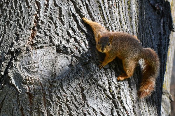 esquilo, Esquilo de raposa, árvore, animais selvagens, ground squirrels, tronco