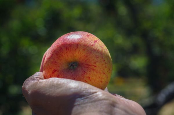 appel,natuur,fabriek,landschap,boom,tak