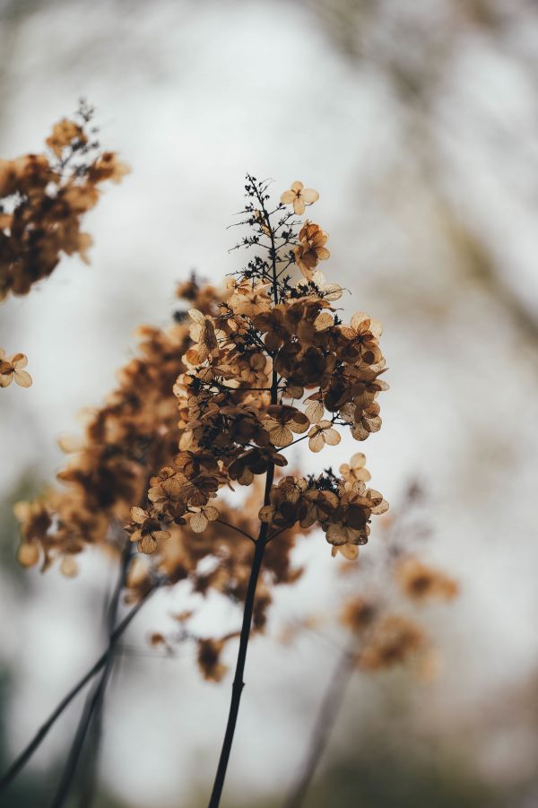 albero,natura,ramo,fiorire,la neve,inverno