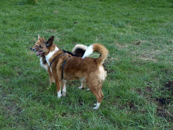 la nature,Prairie,chien,animal,mammifère,mâle