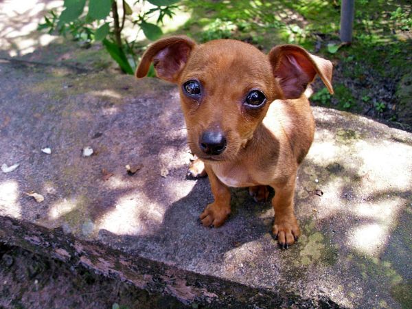 anjing,binatang menyusui,bertulang belakang,jenis anjing,terrier,pinscher Jerman