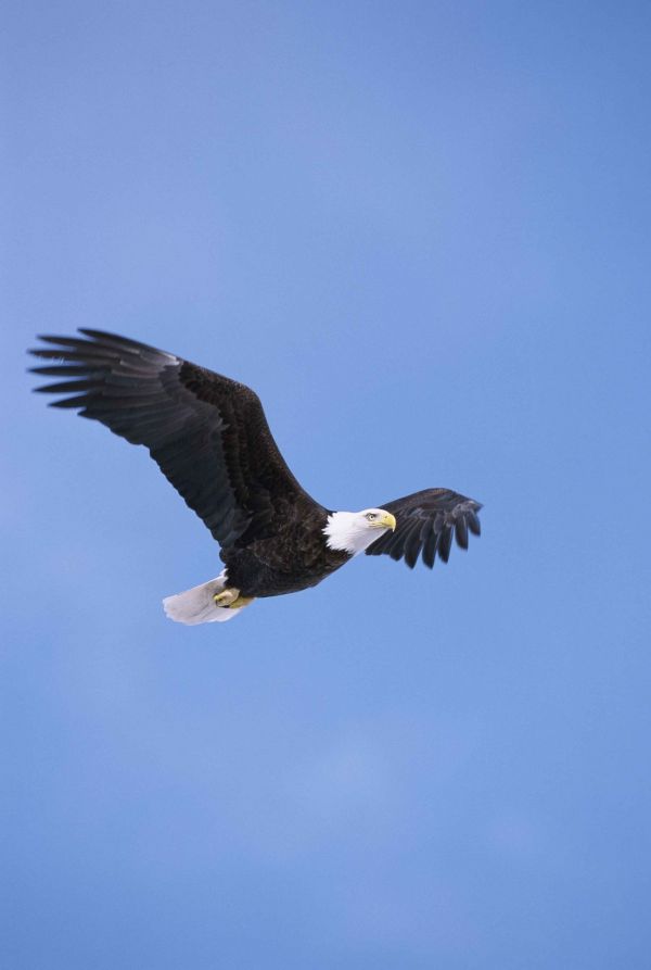 鳥,翼,空,飛行,クリア,嘴