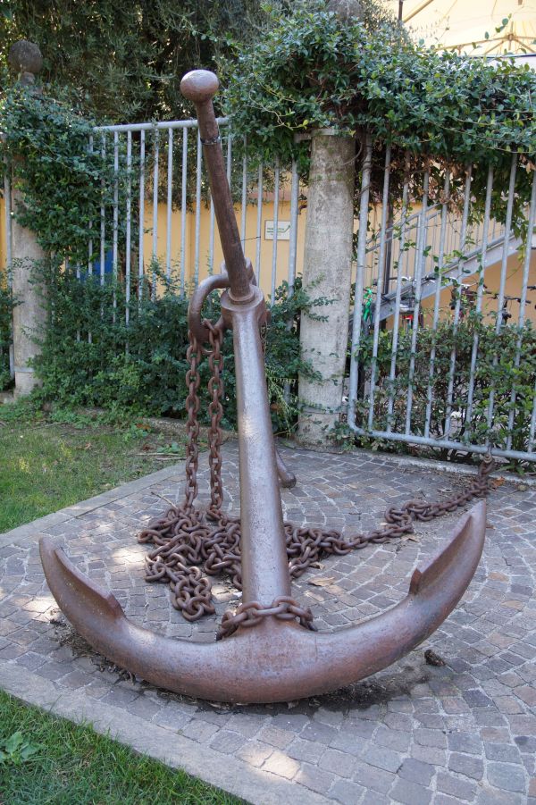 árbol, planta, madera, el maletero, botánica, patio interior