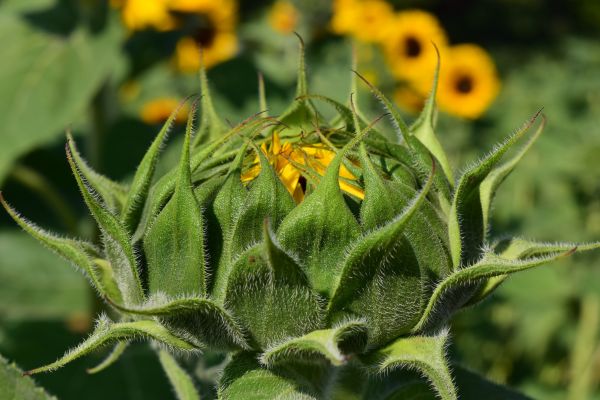 natura,pianta,fiore,estate,produrre,botanica