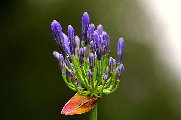 自然,工場,写真,葉,花,幹