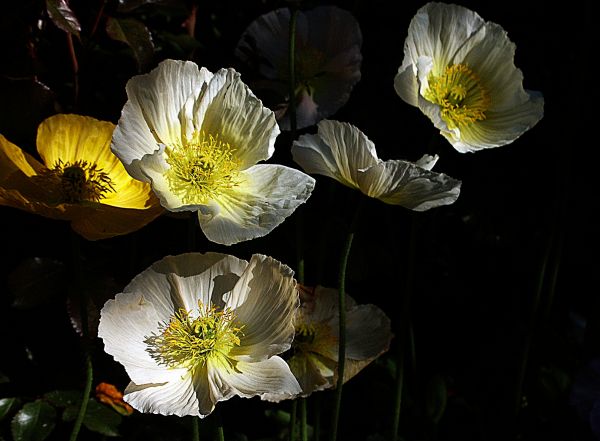 natuur,bloesem,fabriek,zonlicht,bloem,bloemblad