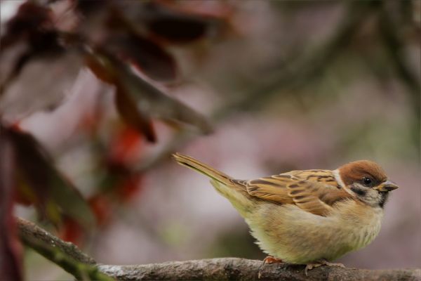 Baum, Ast, Vogel, Tierwelt, Schnabel, Garten