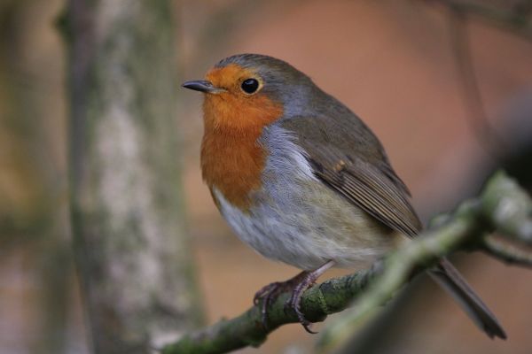 la nature, de plein air, région sauvage, branche, oiseau, animal