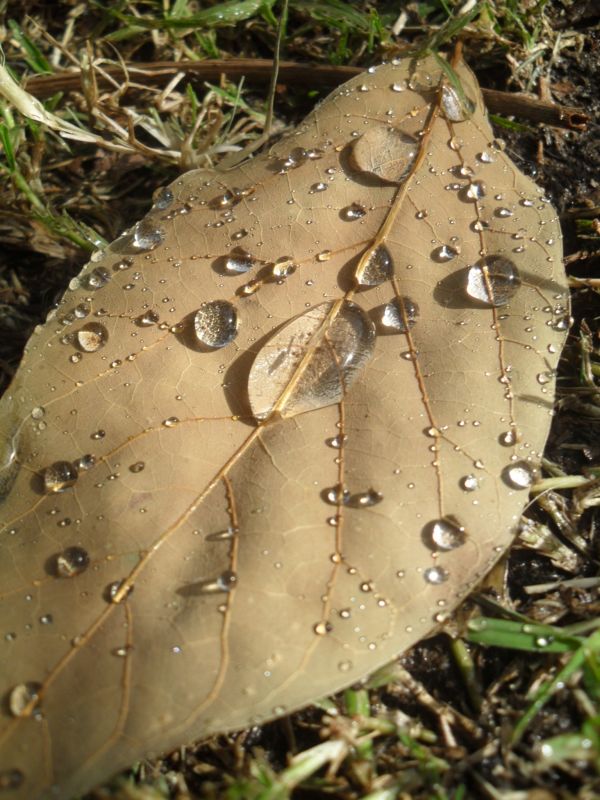 arbre,feuille,insecte,l'automne,fermer,drap