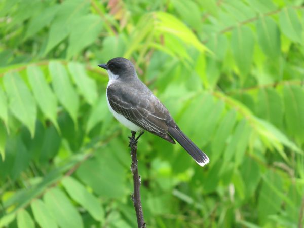 naturaleza,al aire libre,rama,pájaro,ala,flor