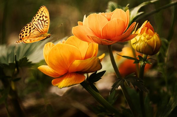 natur,blomst,anlegg,eng,petal,oransje