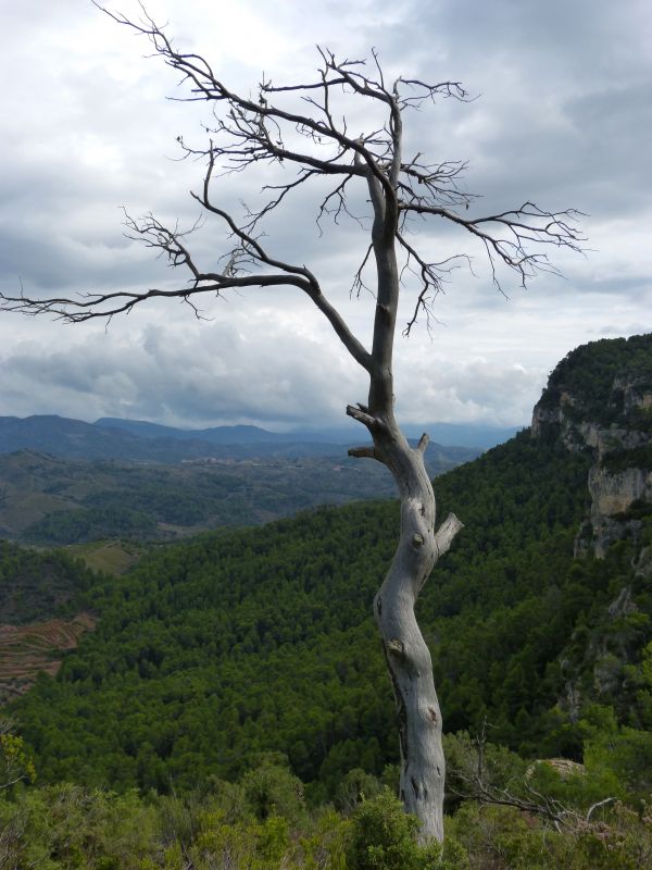 krajina, strom, Příroda, les, Skála, divočina