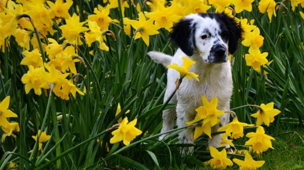 natur,plante,eng,blomst,hund,dyr