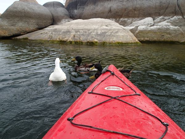 boot, kano, peddelen, voertuig, kayak, zee