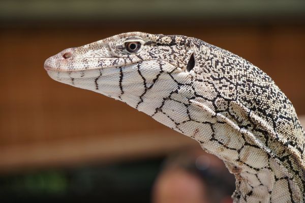 faune,reptile,faune,lézard,fermer,Australie