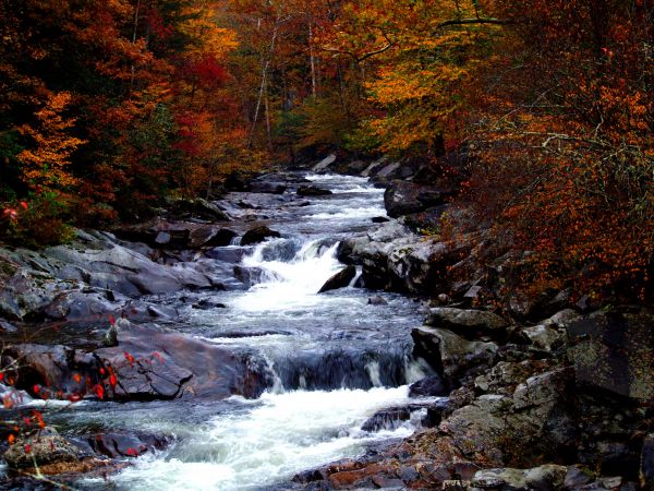 paysage,eau,la nature,forêt,ruisseau,cascade