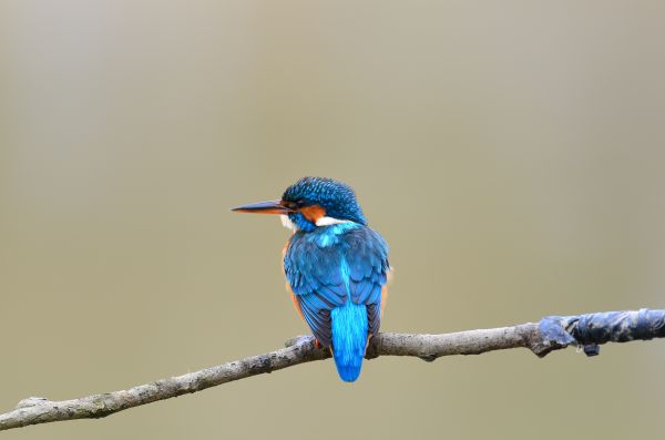 nature, branch, bird, wing, photography, photographer