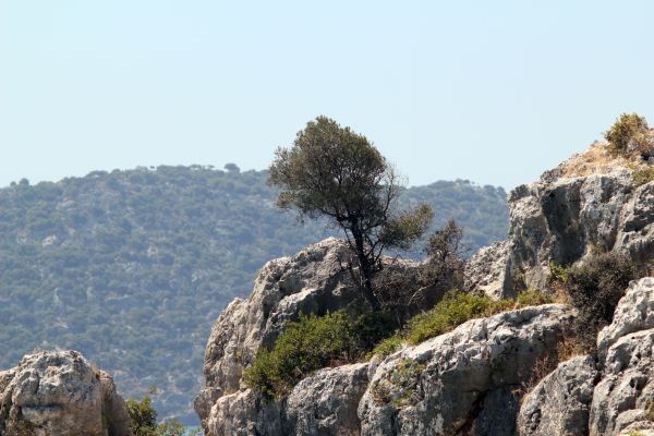 mar,costa,naturaleza,rock,paisaje,árbol