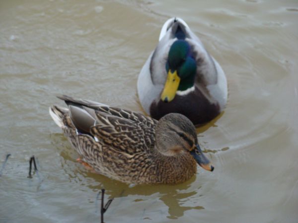 natuur,vogel,vleugel,dier,wildlife,bek