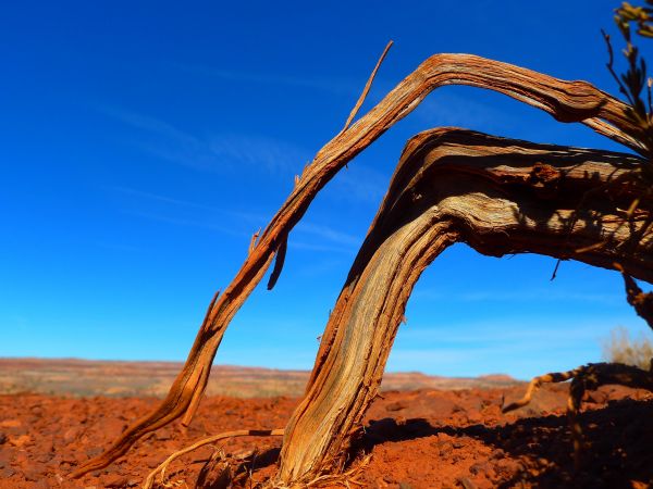 tre,natur,stein,villmark,landskap,sand