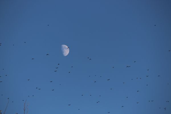 awan,langit,pohon,bayangan hitam,kawanan,margasatwa