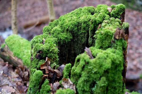 albero,natura,foresta,pianta,foglia,tronco